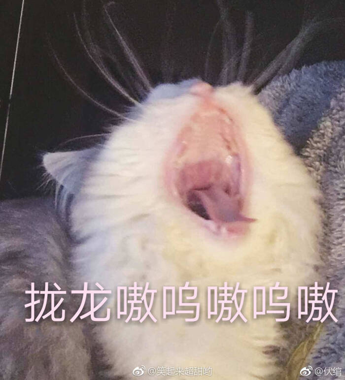 阔爱的表情包!