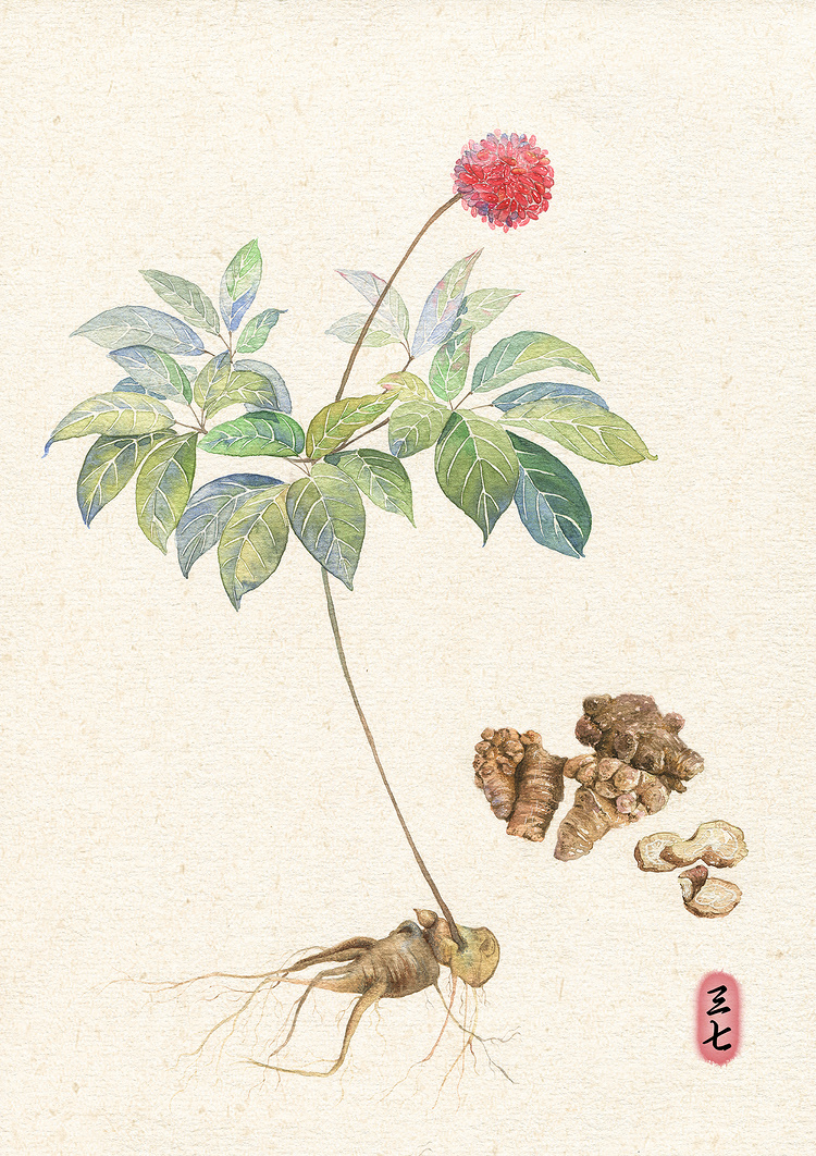 【花间集】药材系列 作者:懒懒灰兔