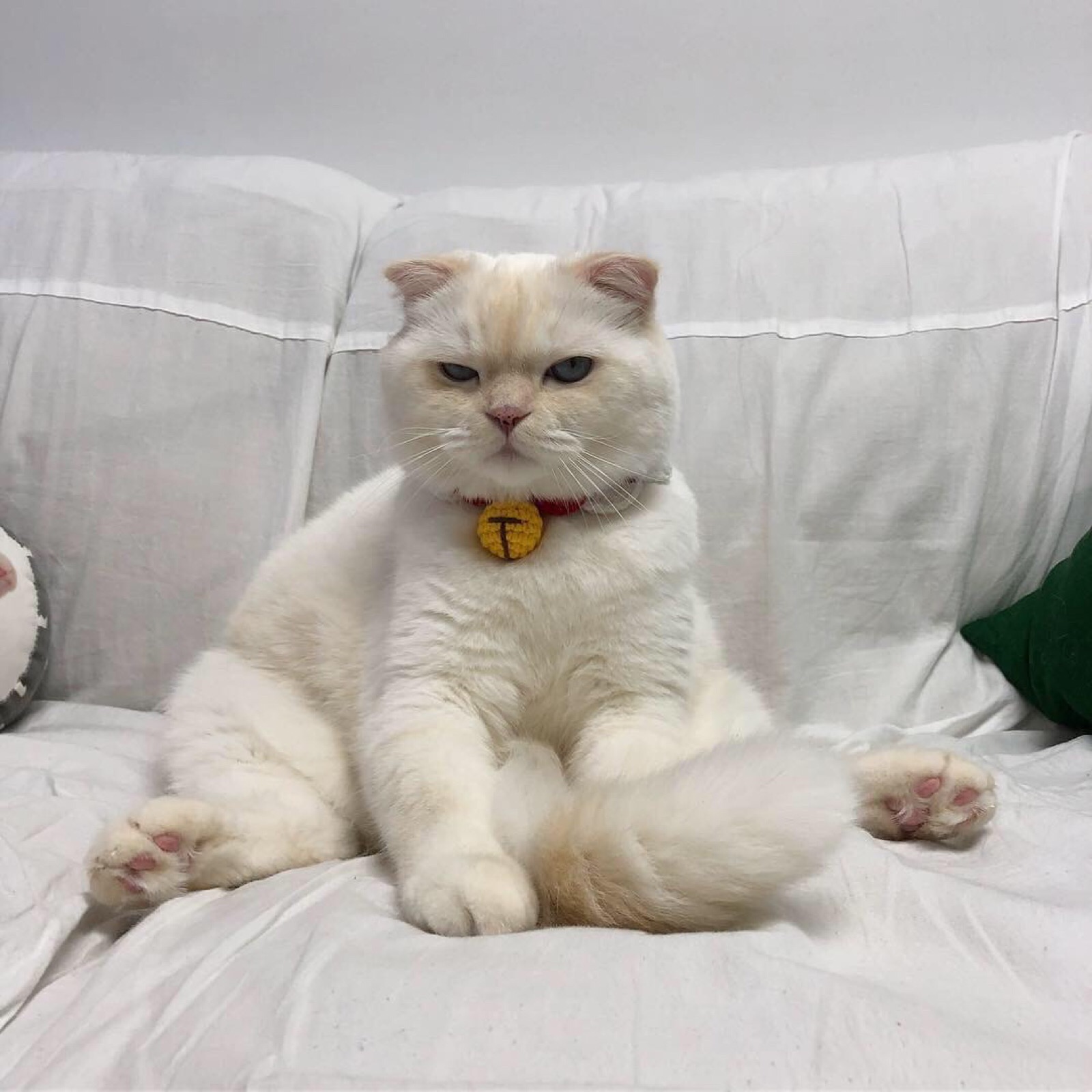 猫咪头像