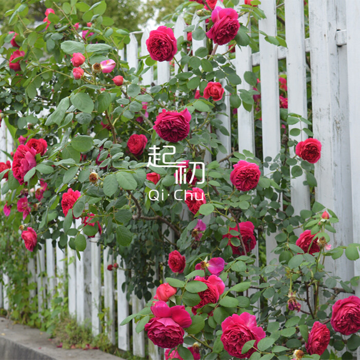 欧月藤本月季蔷薇花苗大花浓香四季开花玫瑰盆栽爬藤植物庭院花卉