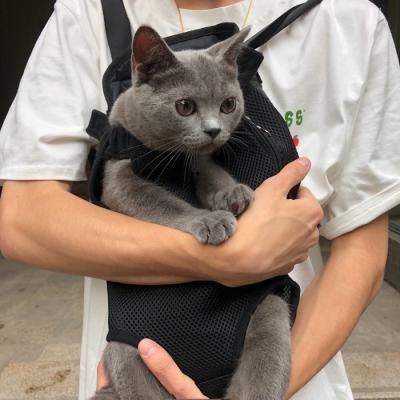 男头猫