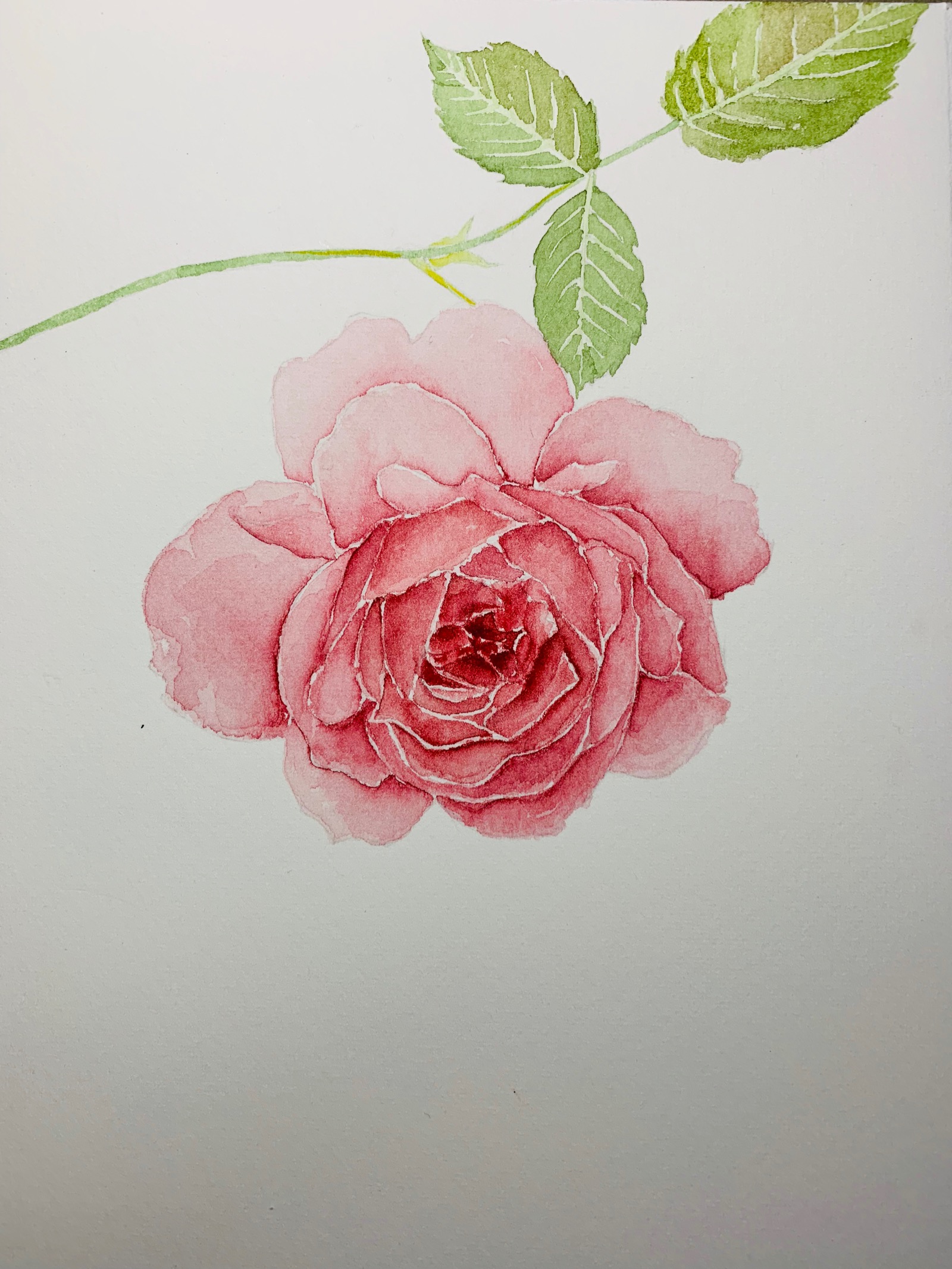 最后部分 水彩蔷薇手绘完成
