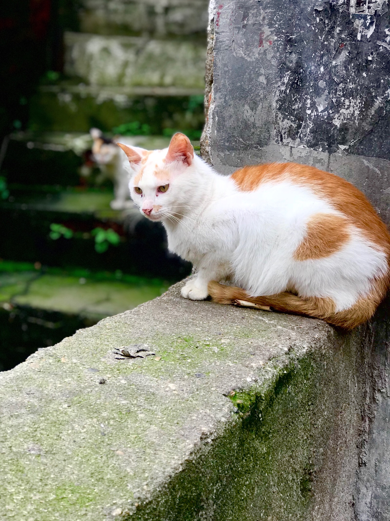 旧巷子里的猫