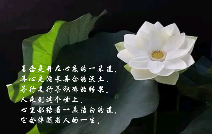 善念是开在心底的一朵莲