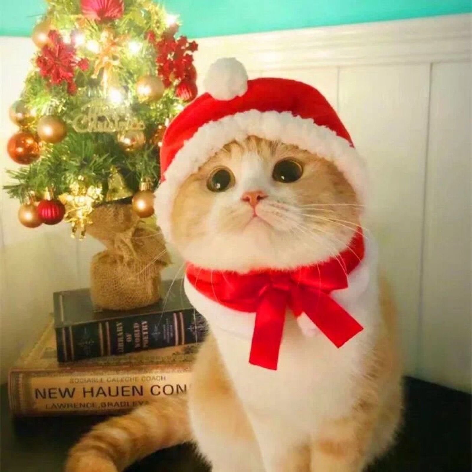 猫咪头像 圣诞帽