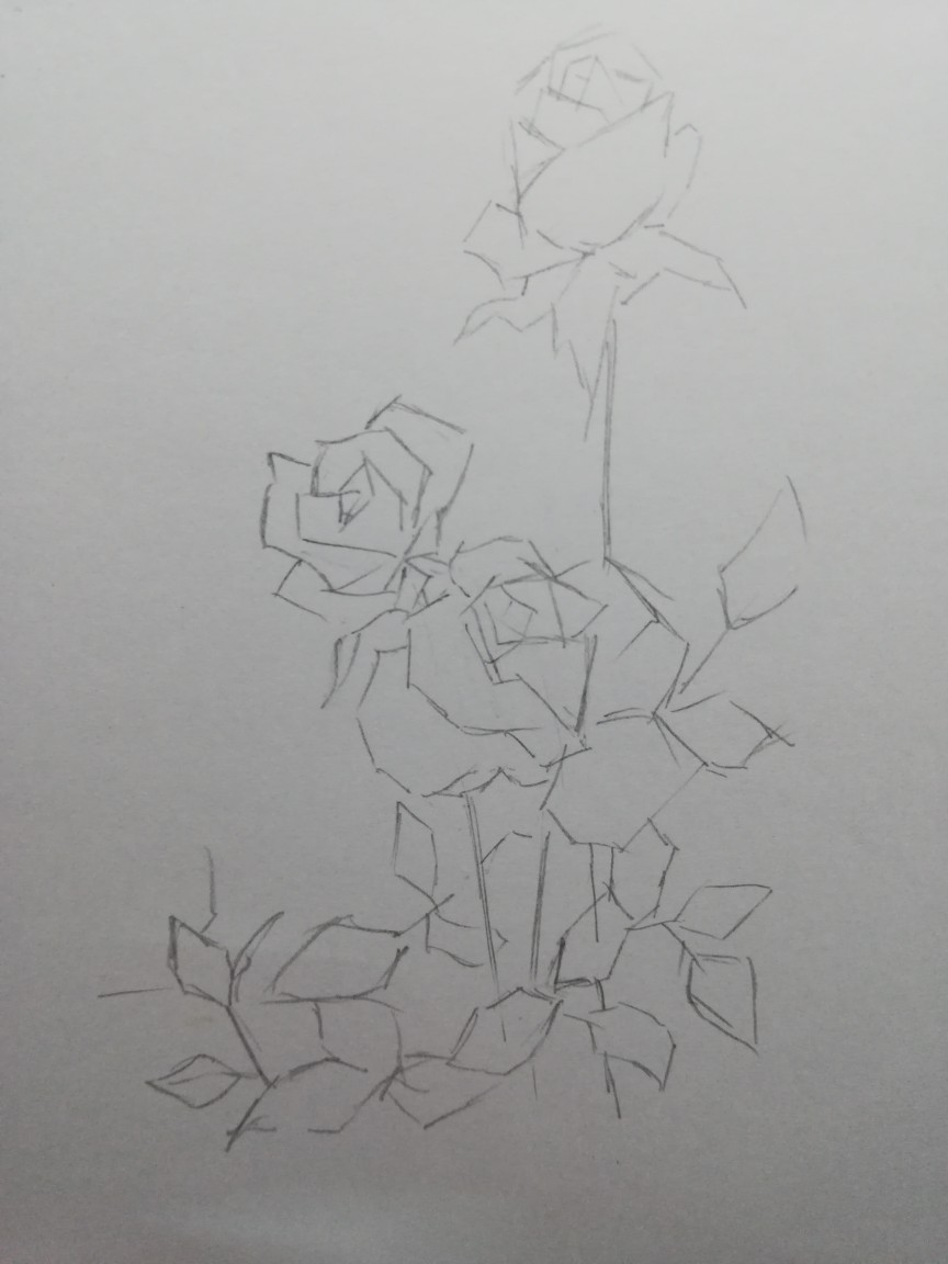 彩铅玫瑰
