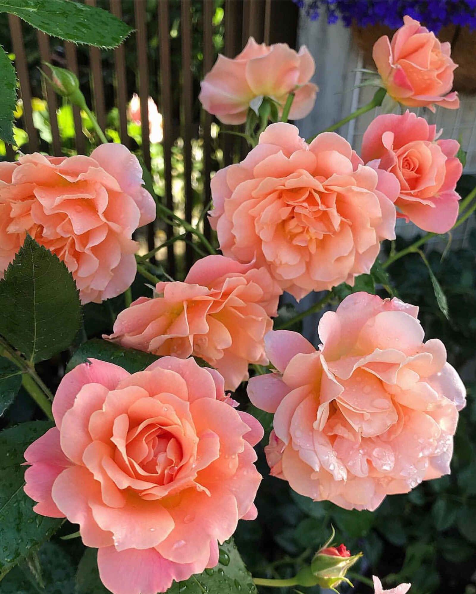 日本月季真的很美