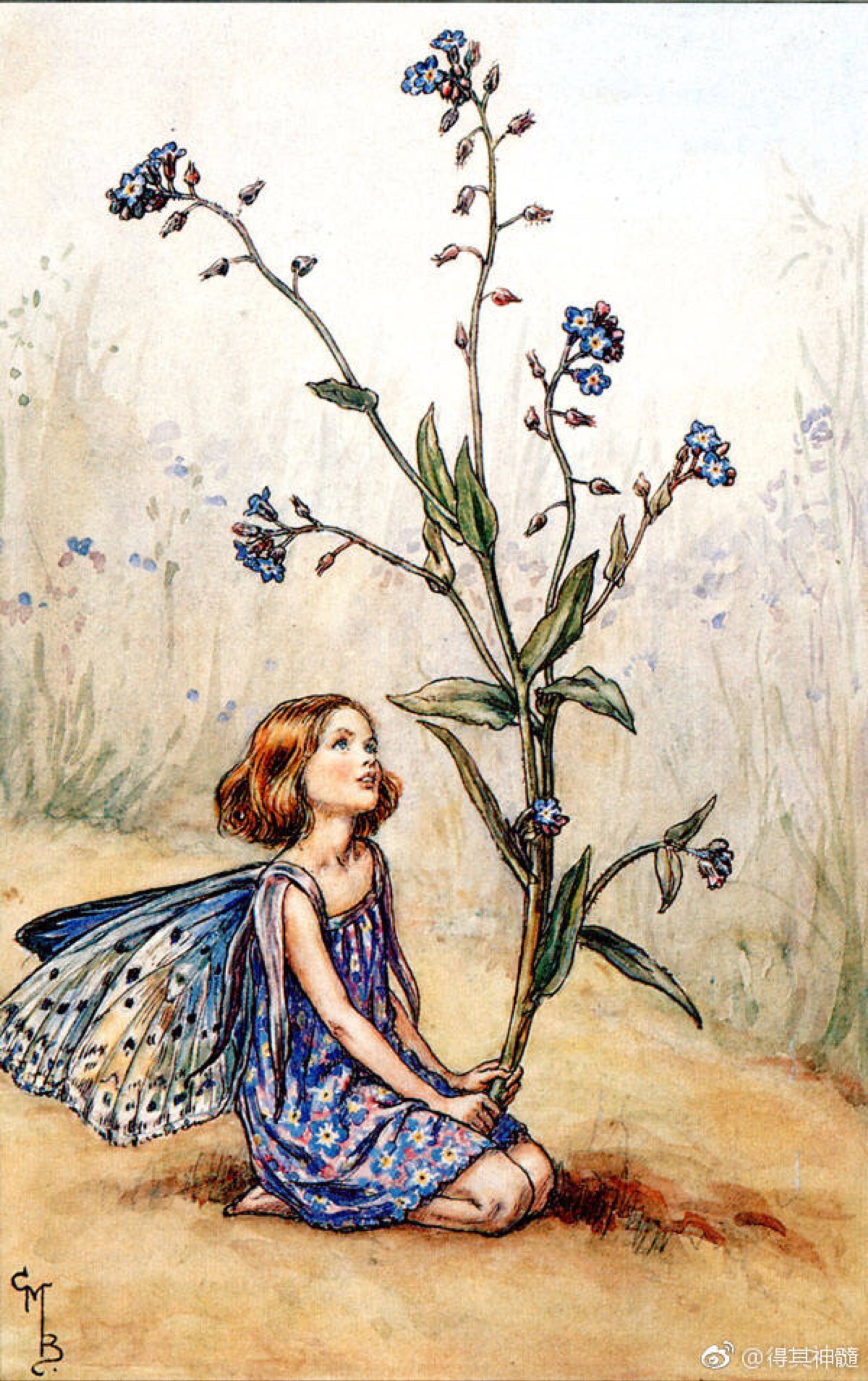 英国插画家cicely mary barker笔下的花仙子