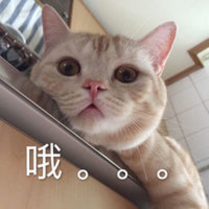 猫猫表情包