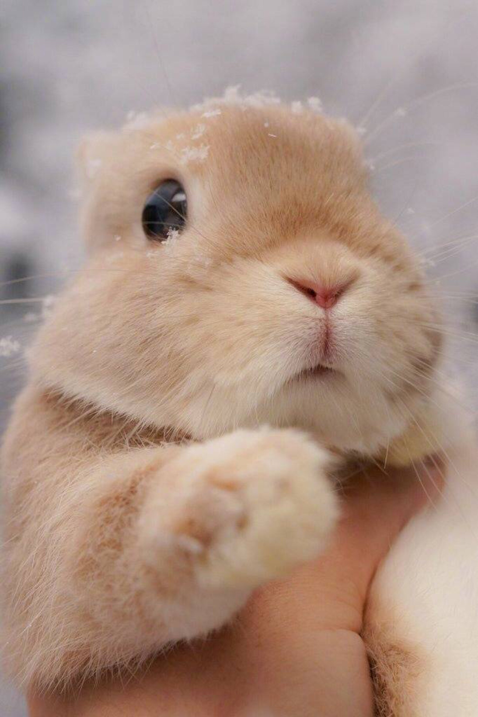 超可爱的小兔几