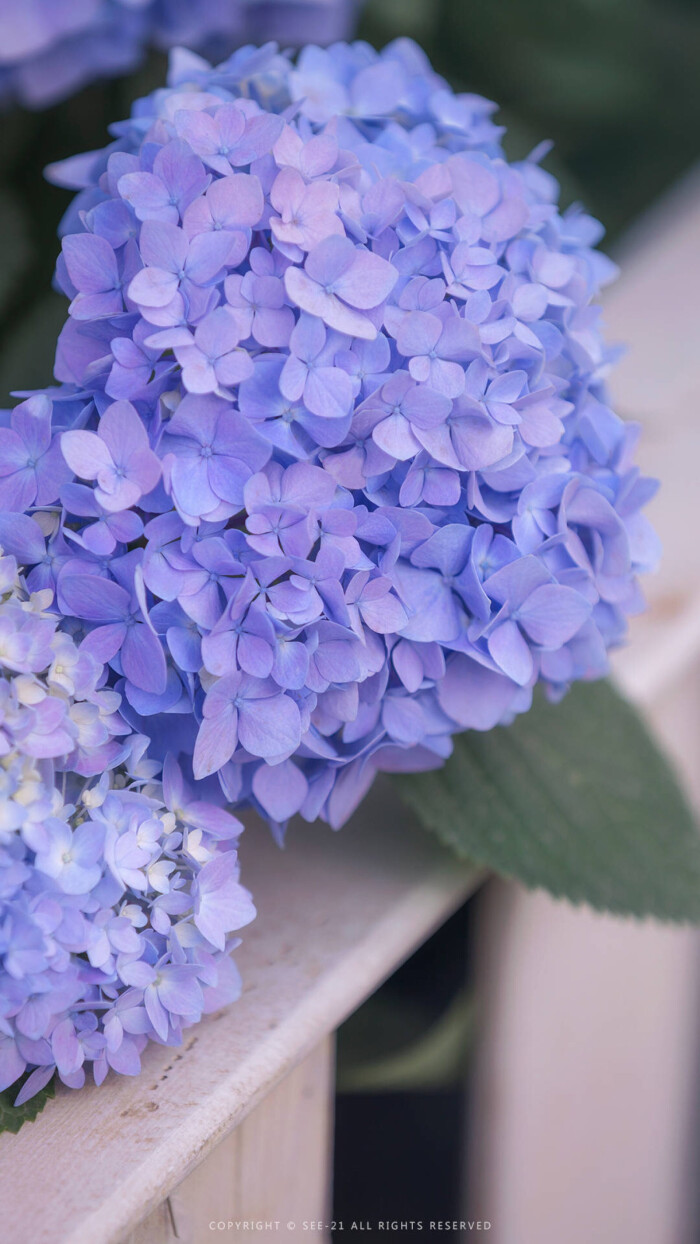 绣球花 