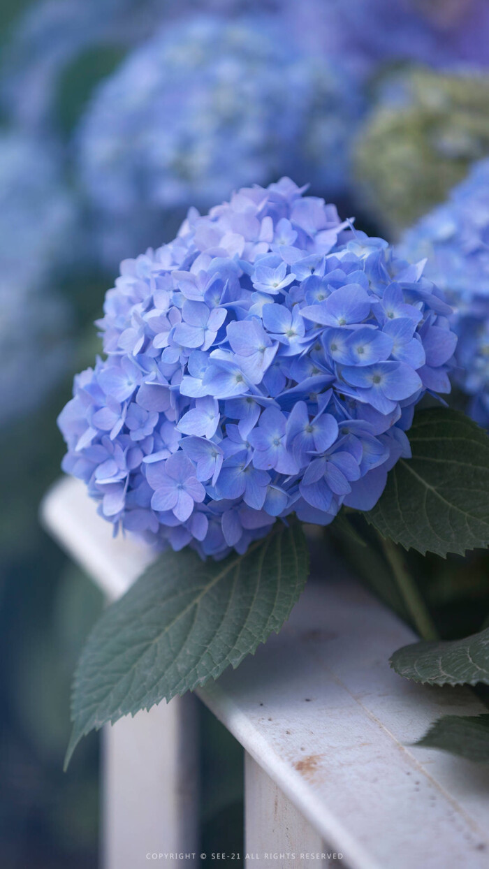 绣球花 