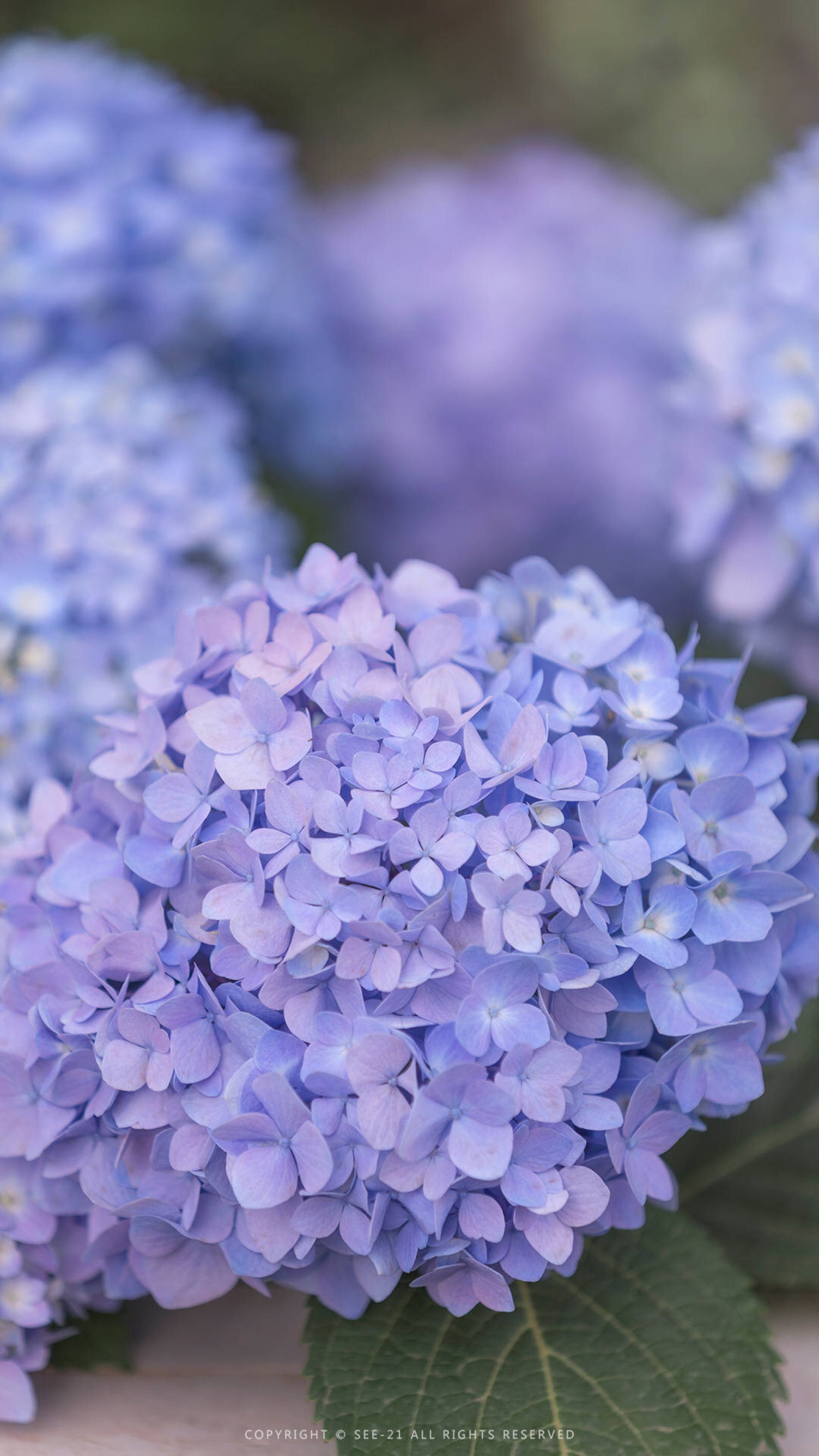 绣球花 