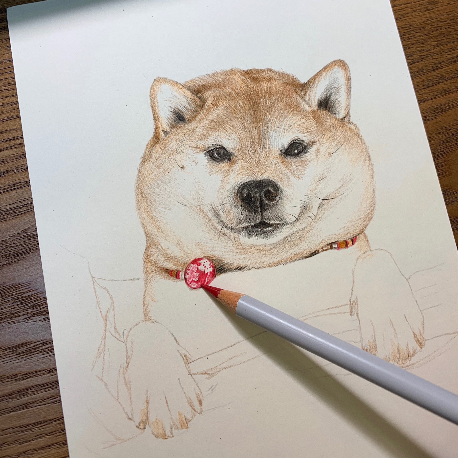 柴犬怎么画彩铅图片
