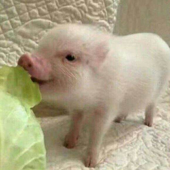 猪拱白菜表情包 幽默图片