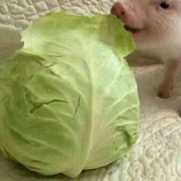 微信表情猪拱白菜图片