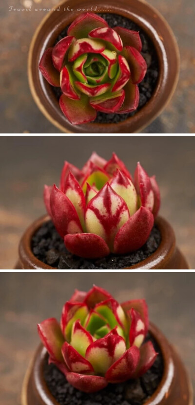 秋阳园艺 多肉 斗牛士 多肉植物 斗牛舞