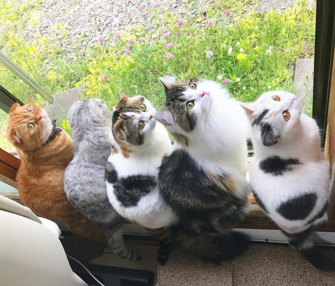 岛国铲屎君家的喵,喜欢在窗户边上排排坐,简直不能更萌了.ins:chiyo.