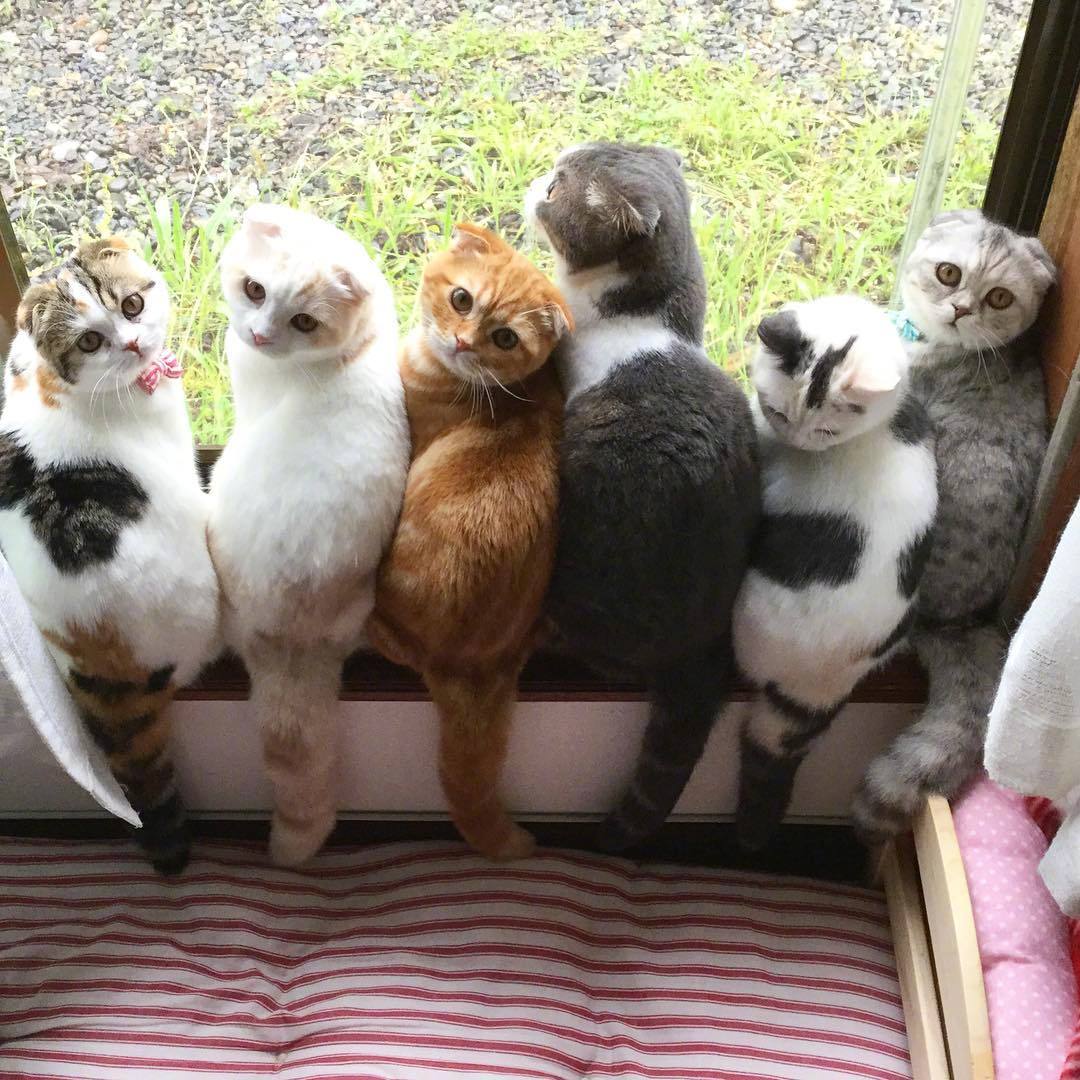 岛国铲屎君家的喵,喜欢在窗户边上排排坐,简直不能更萌了.ins:chiyo.