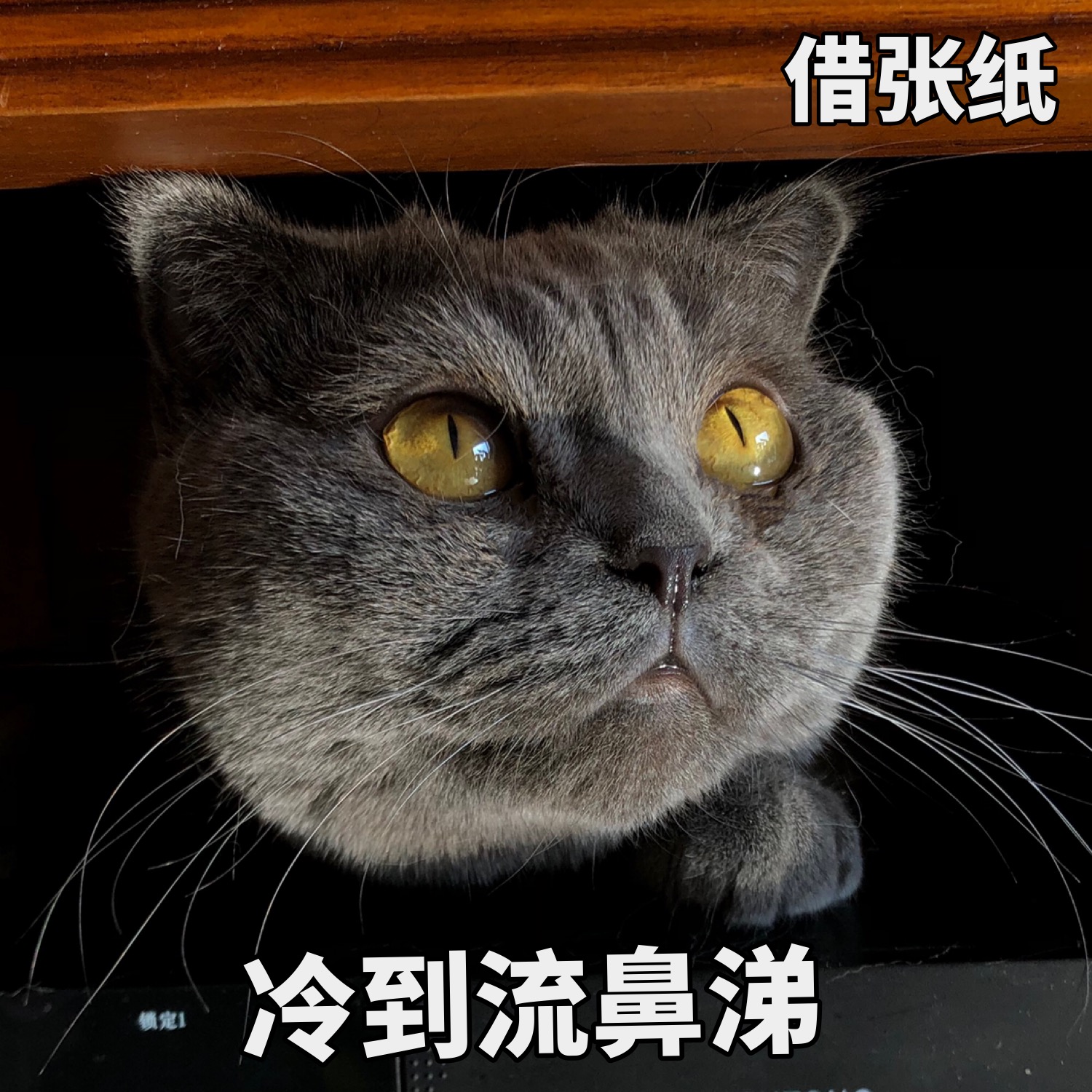 姐妹这边请  猫猫表情包 斗图必备表情包