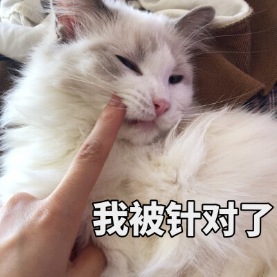 姐妹这边请  猫猫表情包 斗图必备表情包