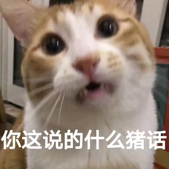 大全图片猫咪动漫带可爱字图片图片包搞笑表情表情图片