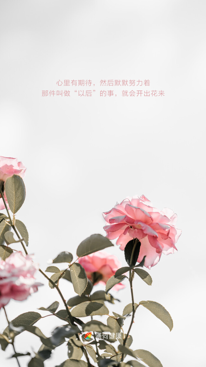 文字与花