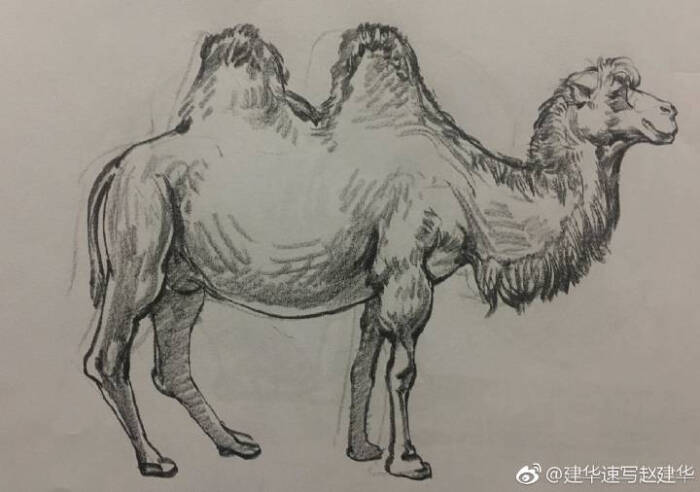 速写动物
