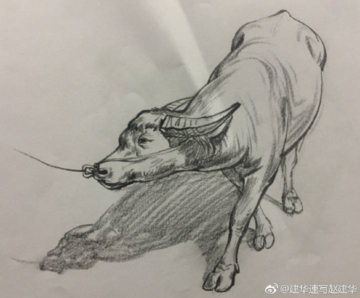 速写动物