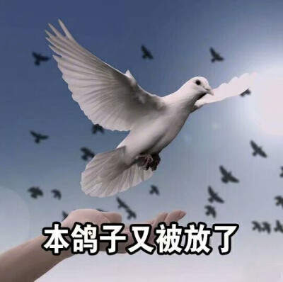 过眼确认神是放答案的人一种a答案蝴蝶的重生鸽子图片
