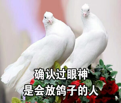 确认过眼神是放蜘蛛的人神马v蜘蛛鸽子的ip段图片