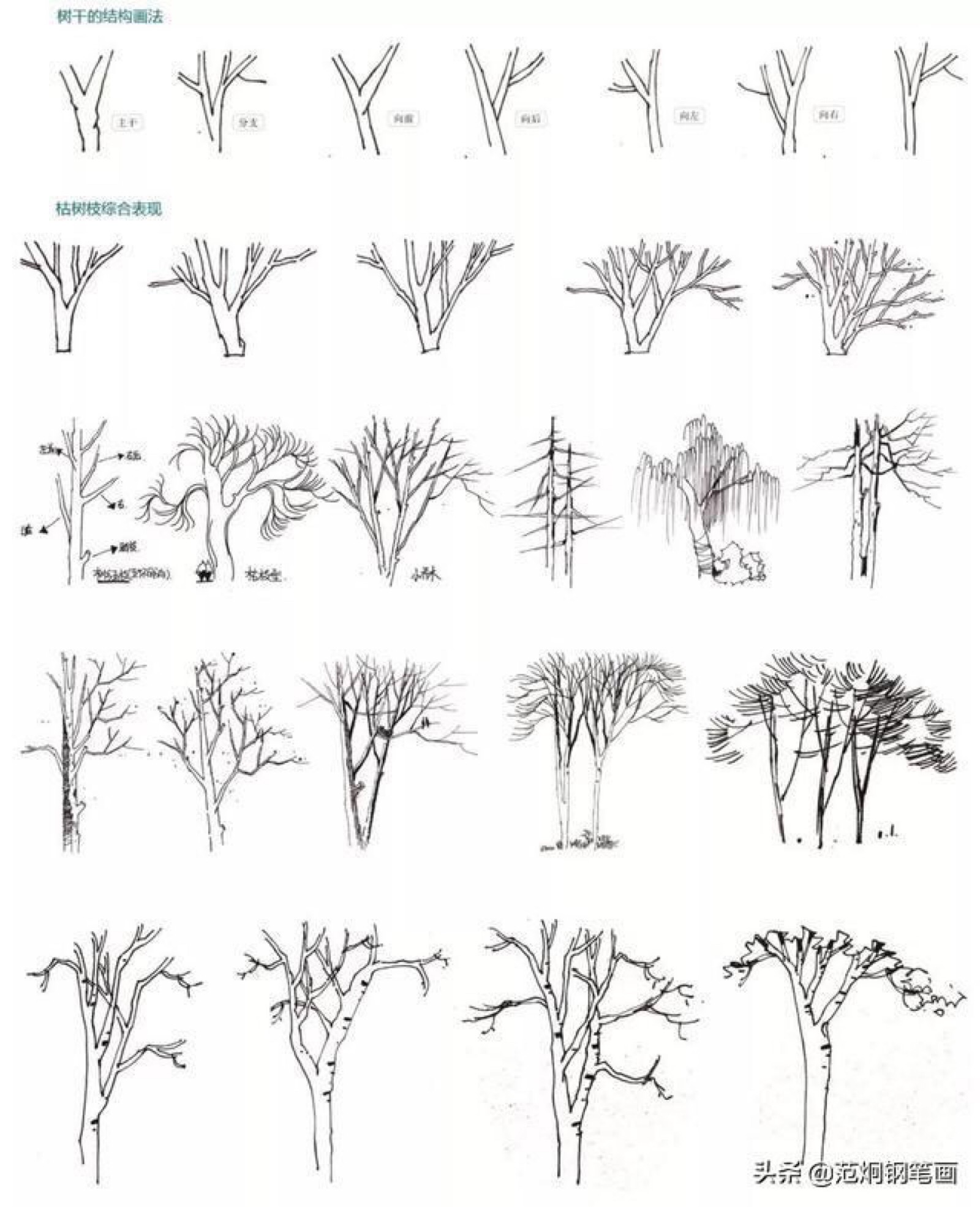 针叶树手绘立面图图片