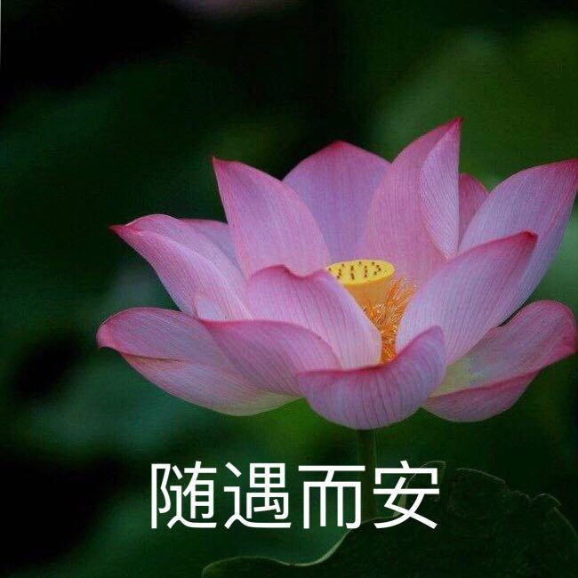 花,头像