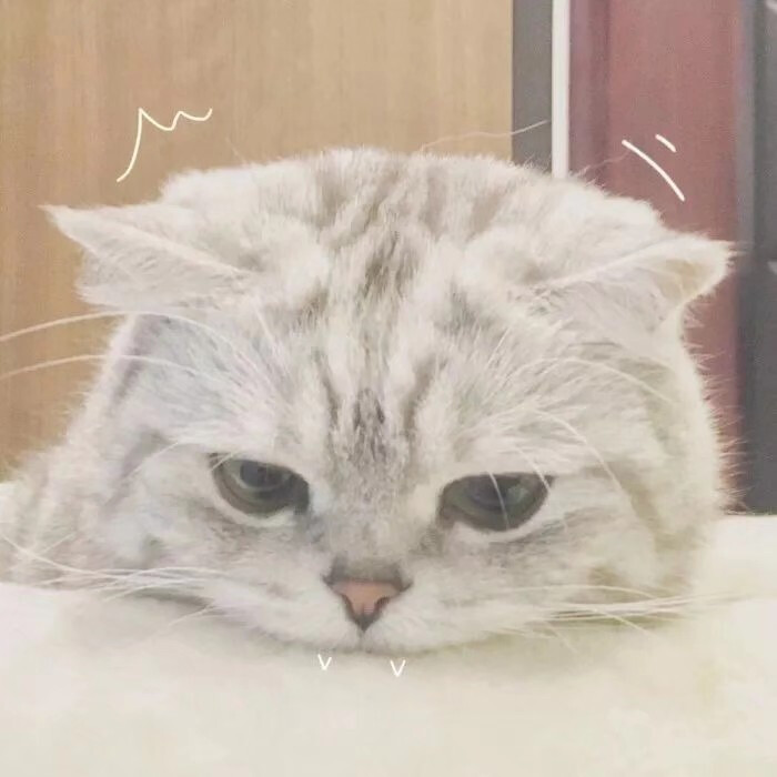 猫咪头像表情包走一波吖!