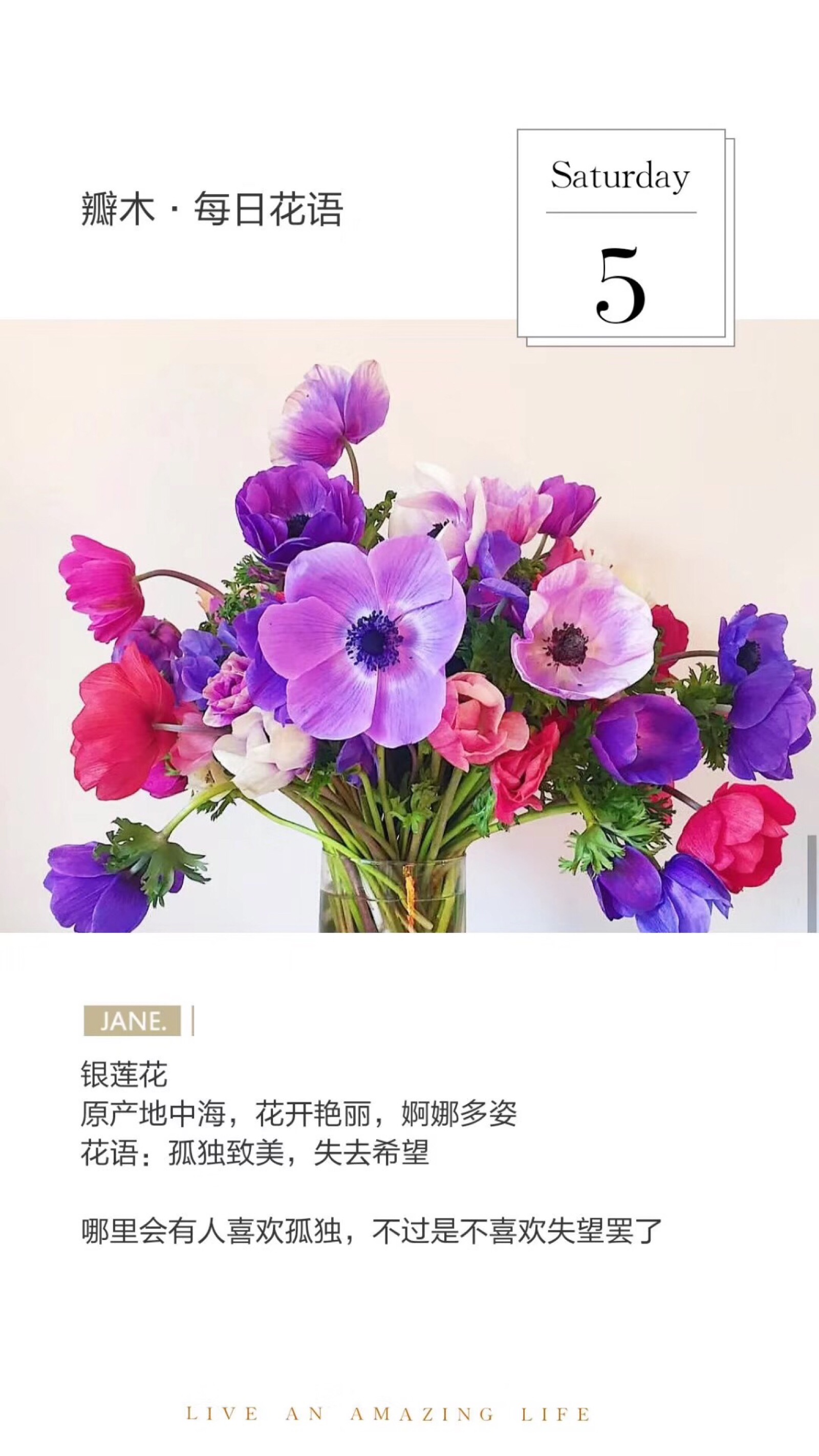 不同颜色银莲花花语图片