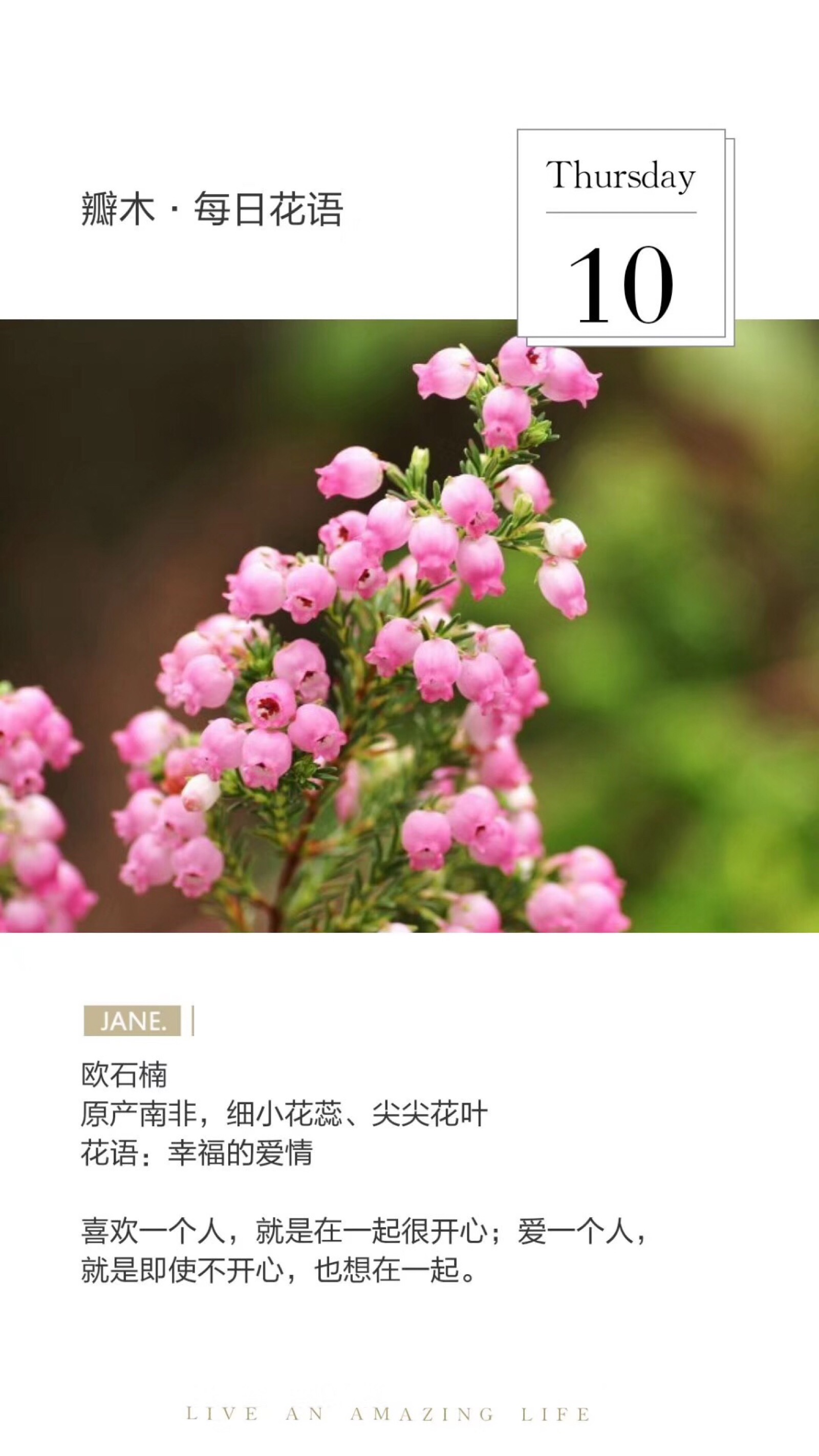 瓣木·每日花语# 欧石楠原产南非,细小花蕊,尖尖花叶花语:幸福的爱情