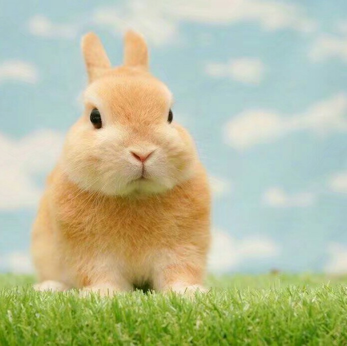 阳光小兔兔头像图片