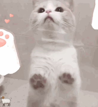 猫咪表情包