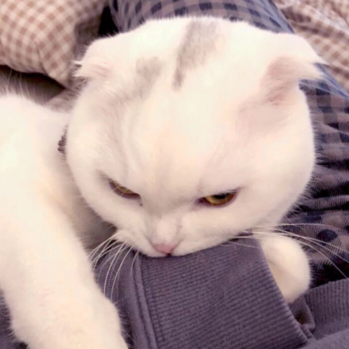 猫狗头像 可爱头像猫 狗