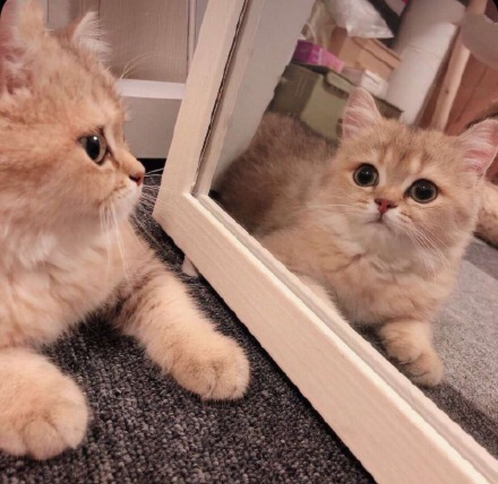 猫狗头像 猫狗 头像可爱