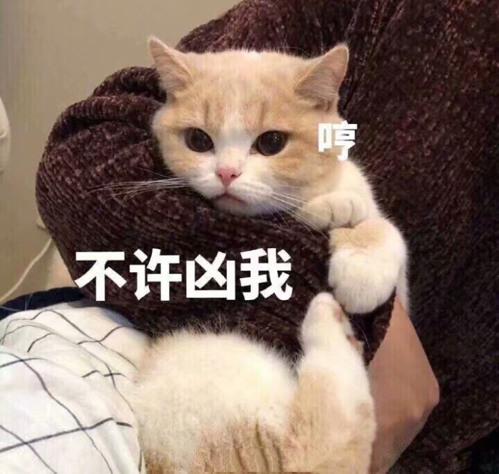 撒娇 可爱 老公 表情包