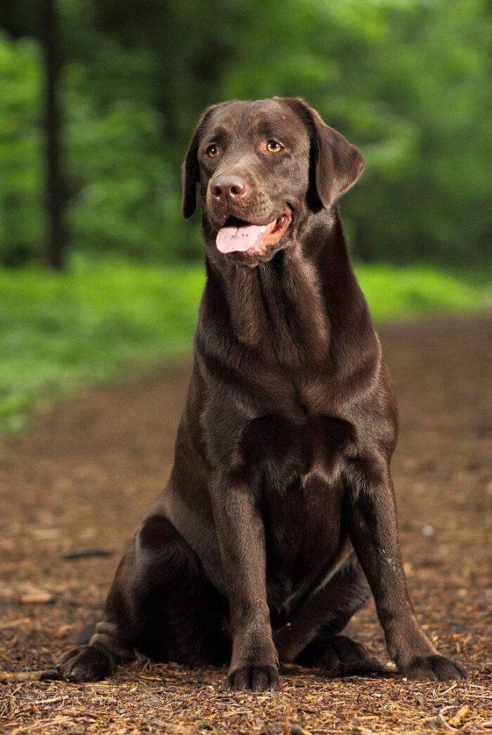 拉布拉多寻回猎犬