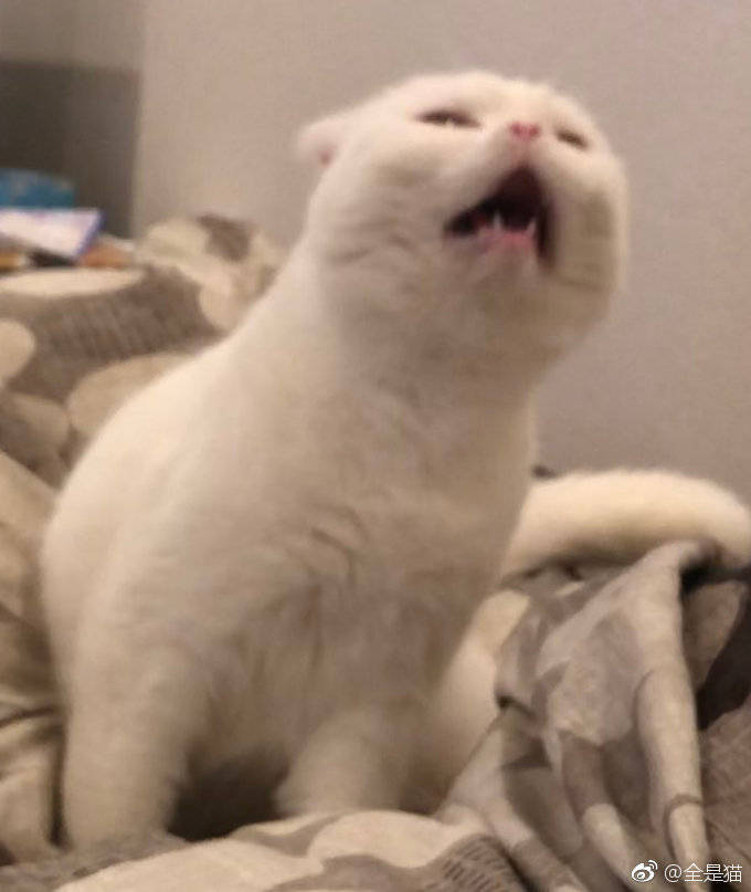 表情包猫猫