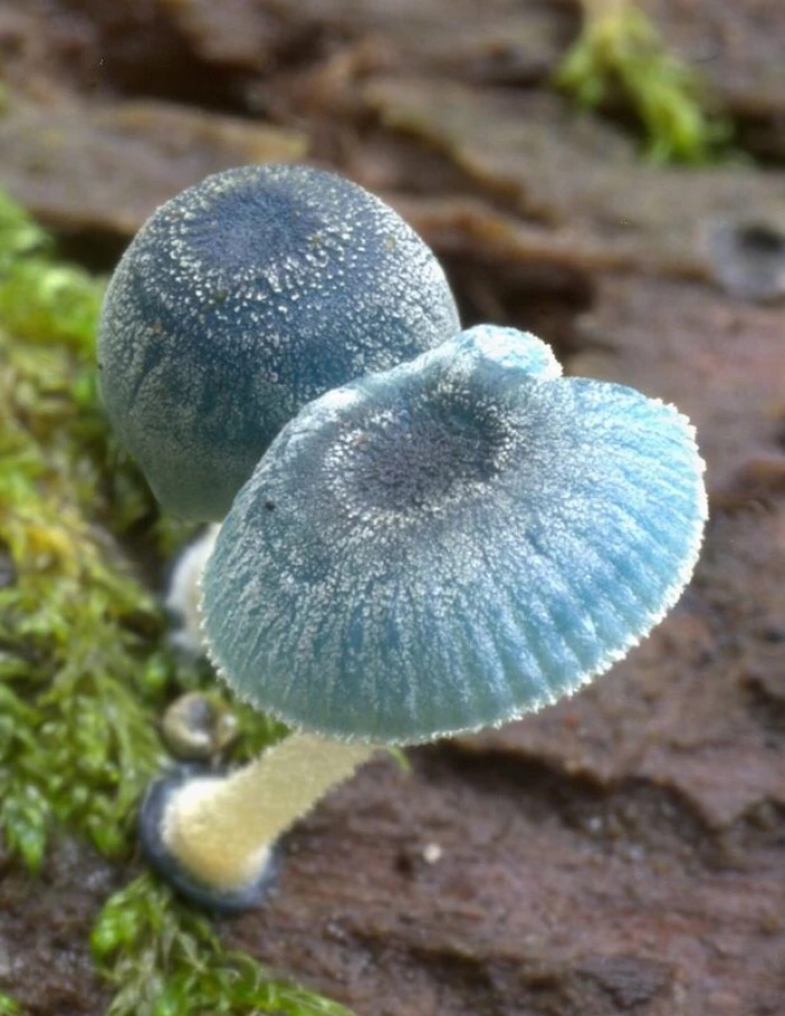 菌 蘑菇 菌类 惊艳