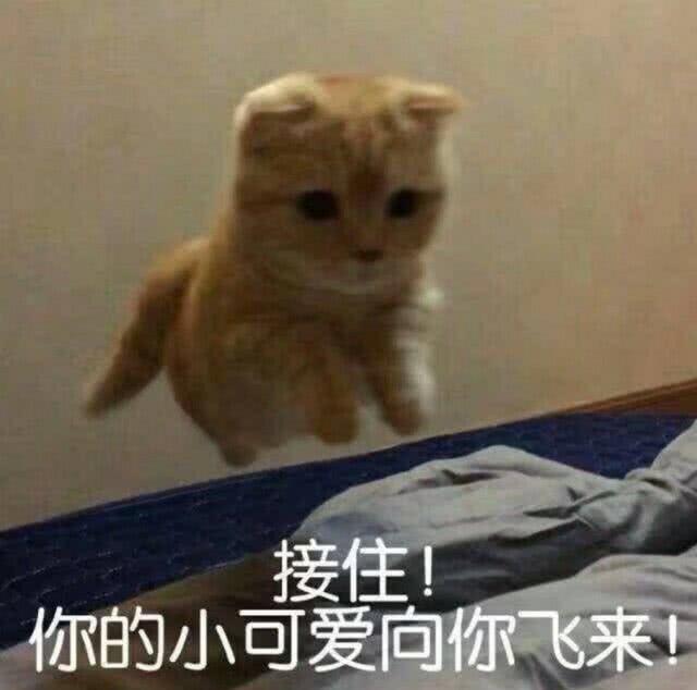 小动物表情包