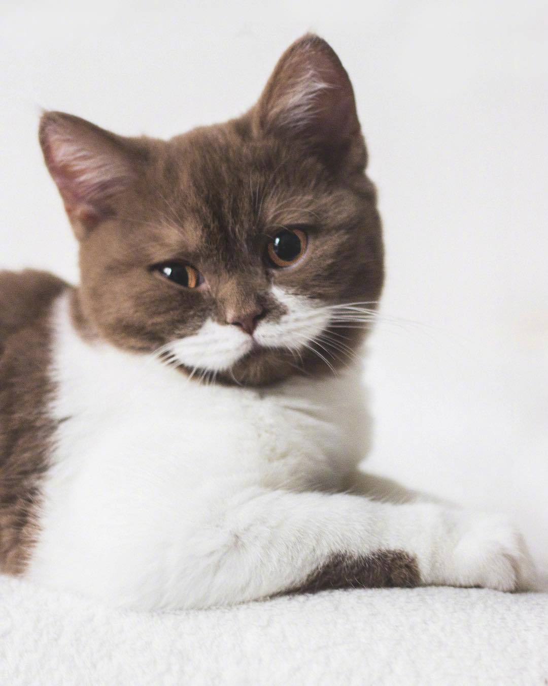 小猫咪 o"gringo,拿铁配色简直太好看了.ins:gringo_moustache_cat