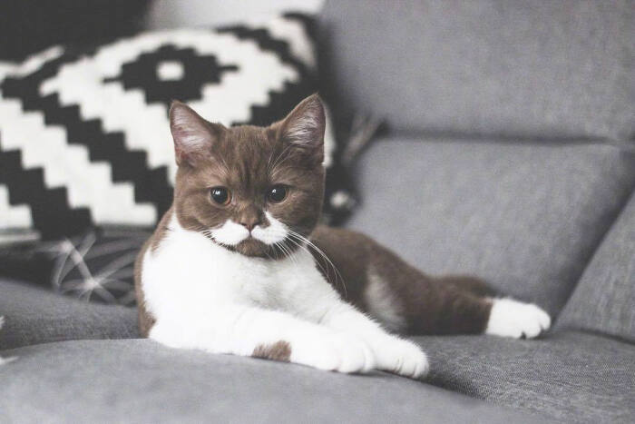 小猫咪 o"gringo,拿铁配色简直太好看了.ins:gringo_moustache_cat