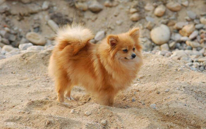 博美犬(哈多利系博美犬,英系博美犬)