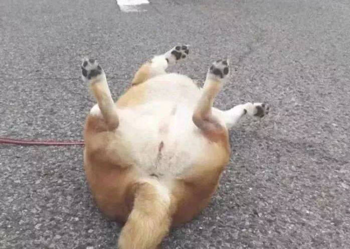 动物表情包