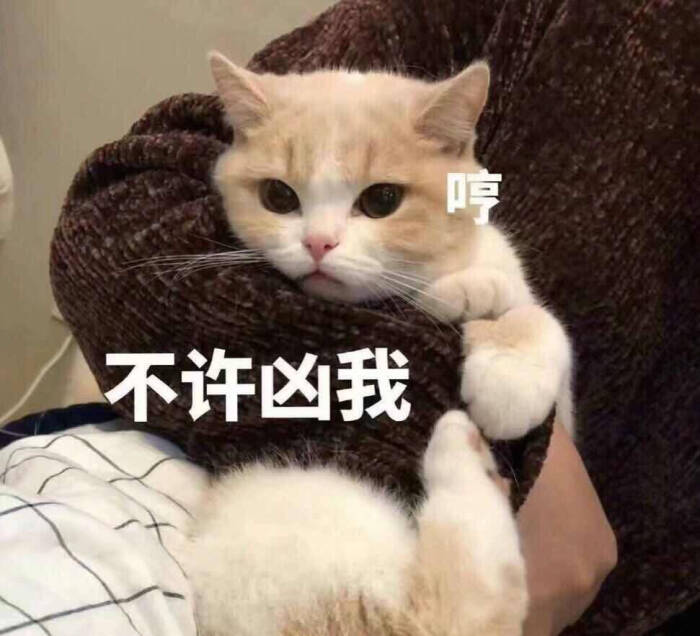 可爱猫咪表情包